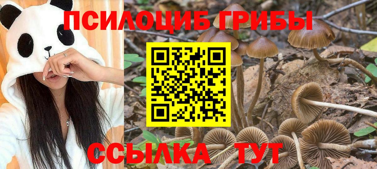 Псилоцибиновые грибы Psilocybine cubensis  Вход с VPN  Выборг 